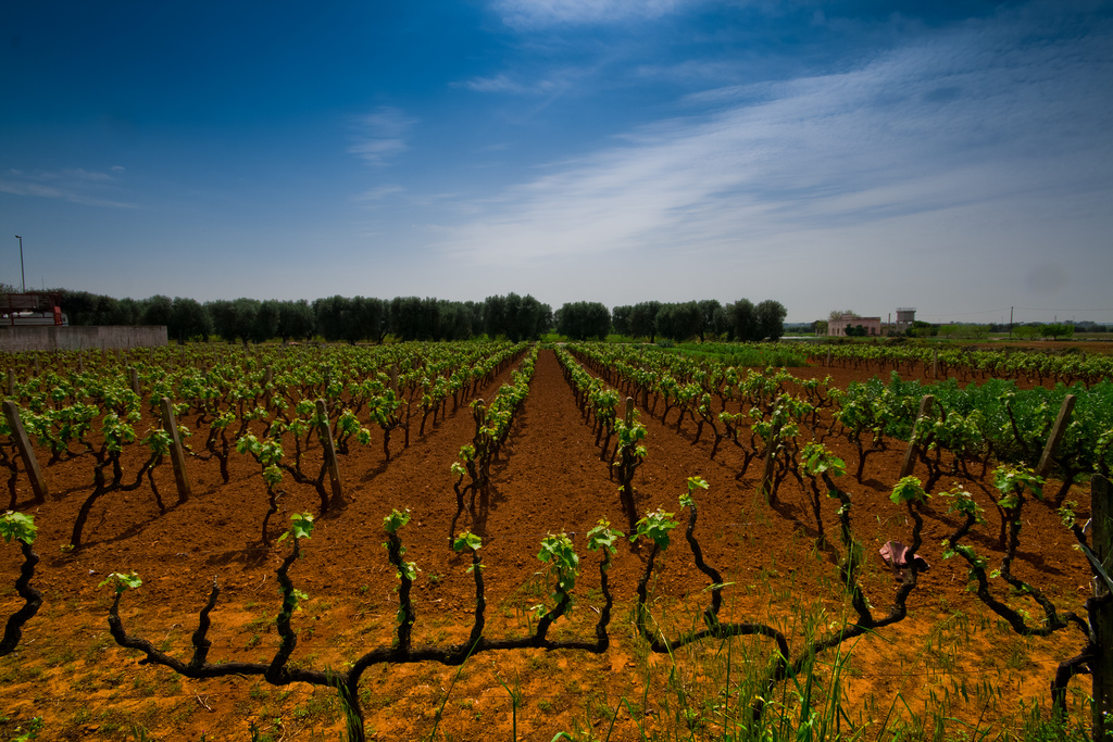 vineyard - Puglia